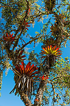 凤梨科植物,树上,省,安第斯山,秘鲁,南美