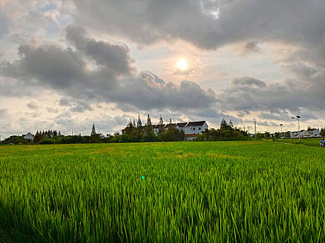 稻田,乡野美景,田园风光