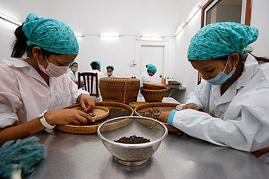 柬埔寨,金边,工人,胡椒,工厂