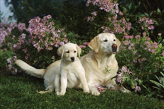 黄色拉布拉多犬,狗,母亲,小狗,休息,草地,靠近