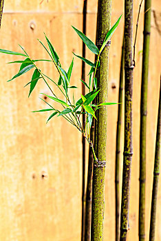 抽出新芽的竹子