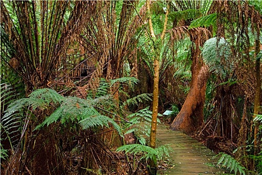 雨林,澳大利亚