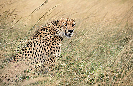 印度豹,猎豹,坐,高,草,马赛马拉国家保护区,肯尼亚,非洲