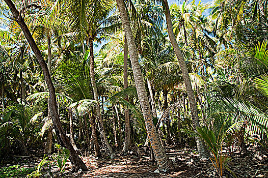 新加勒多尼亚,北方,椰树,种植园