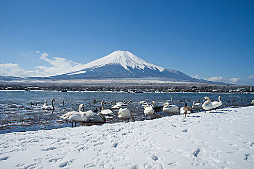 雪景,富士山,山梨县,亚洲