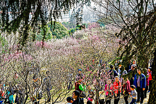 南京古林公园梅花