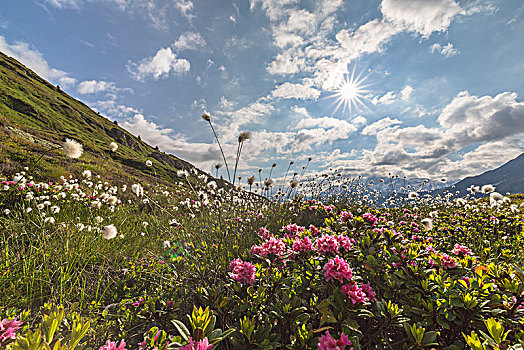 阳光,杜鹃属植物,羊胡子草,山谷,恩加丁,瑞士