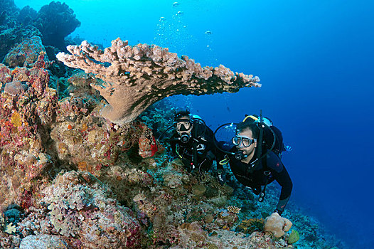 潜水,看,珊瑚礁,印度洋,马尔代夫,亚洲