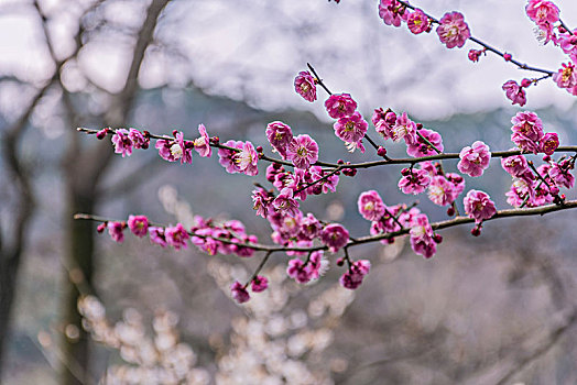 梅花