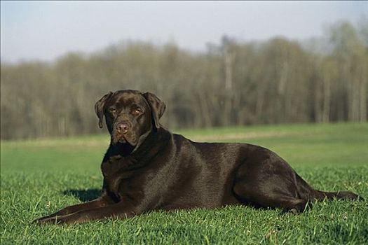 巧克力拉布拉多犬,狗,成年,肖像