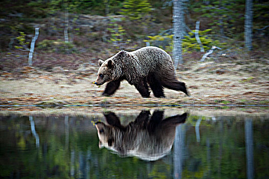 棕熊,跑,湖,岸边