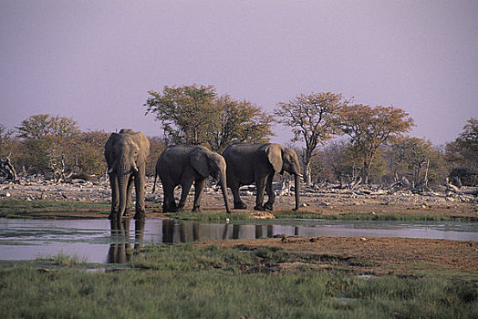 非洲,纳米比亚,埃托沙国家公园,大象,水潭