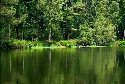 树林,湖