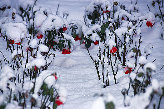 玫瑰园,雪中