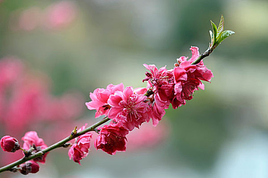日本,东京,花园,樱桃树,开花