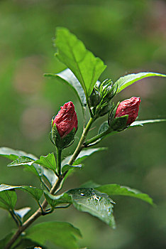 木槿,无穷花,含苞欲放