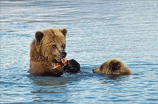美国,阿拉斯加,卡特麦国家公园,棕熊,熊,进食,水