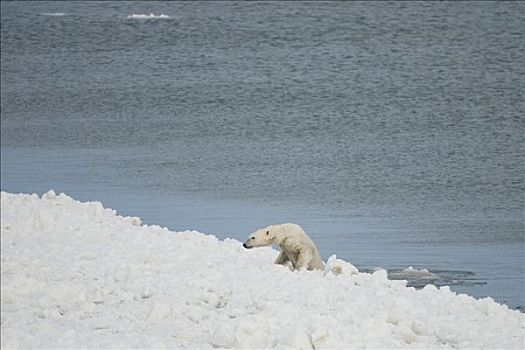 北极熊,室外,浮冰,旅行,楚科奇海,觅食,靠近,手推车,北极,阿拉斯加