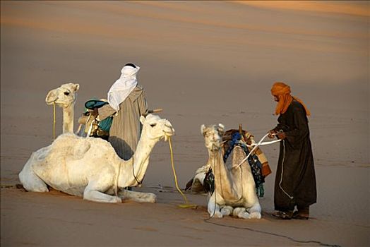 柏柏尔人,白色,骆驼,沙漠,利比亚