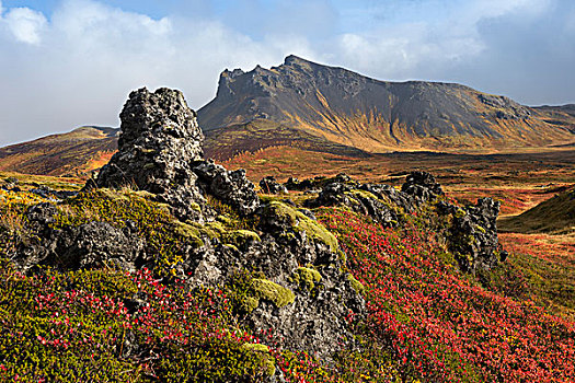 冰岛,秋天,红色,植物,苔藓,遮盖,熔岩原