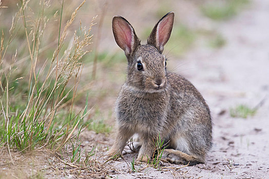 欧洲兔,兔豚鼠属,小动物,坐,路边,下萨克森,德国,欧洲