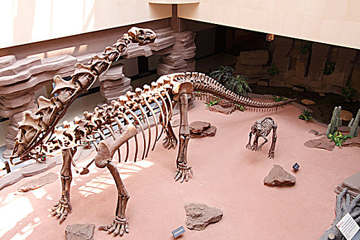 浙江省东阳市博物馆恐龙化石