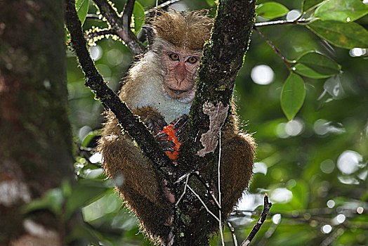 无边帽,短尾猿,弥猴属,坐,树上,吃,降雨,雨林,国家公园,斯里兰卡,亚洲