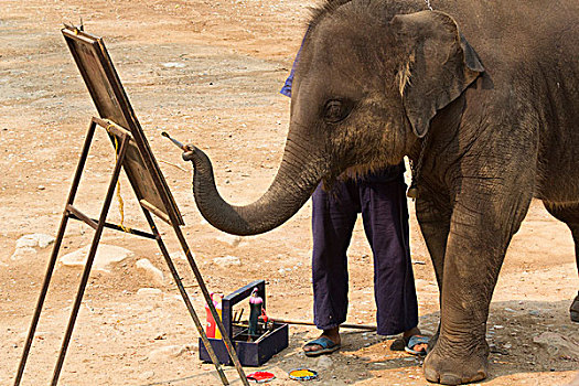 泰国,大象,露营,使用,象鼻,涂绘,绘画