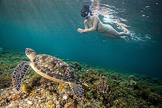 美女,游泳,稀有,绿海龟,龟类,宿务,菲律宾