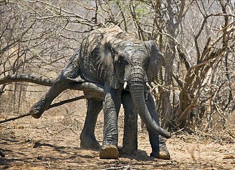 肯尼亚,查沃,东方,幼兽,大象,原木,享受,泥,沐浴,重要