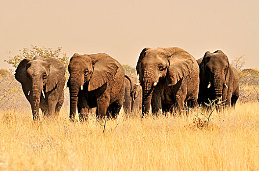 非洲,灌木,大象,非洲象,高,草,埃托沙国家公园,纳米比亚
