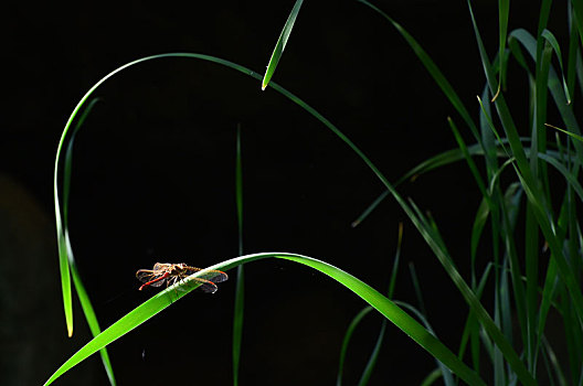 睡莲绿草和蜻蜓