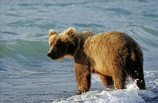 棕熊,站立,海中,卡特麦国家公园,阿拉斯加