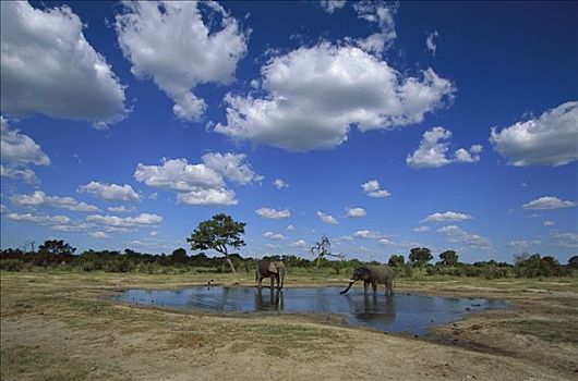 非洲象,水潭,保存,博茨瓦纳