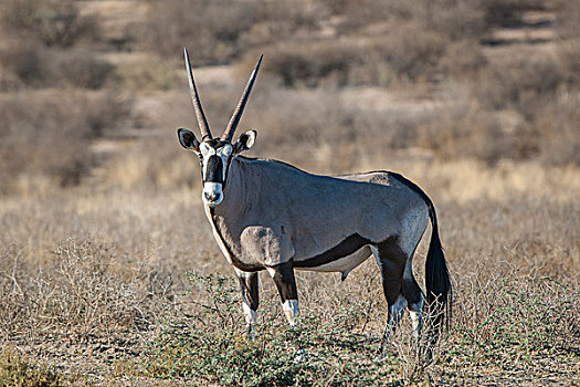 长角羚羊,卡拉哈迪大羚羊国家公园,北开普,省,南非,非洲
