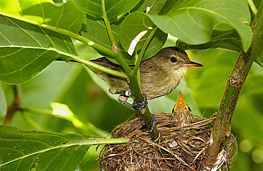 马达加斯加,巢,请求,幼禽,塞舌尔