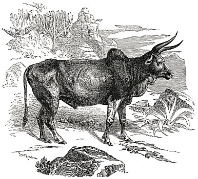 牛,非洲,插画,动物,历史