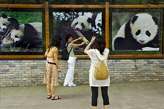 中国人,游客,熊猫,饲养,车站,靠近,成都,中国,亚洲