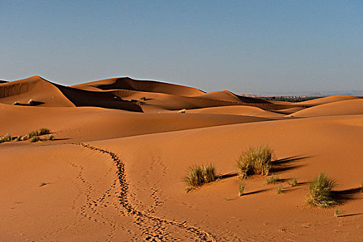 小路,沙丘,却比沙丘,靠近,梅如卡,摩洛哥
