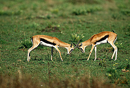 瞪羚,汤氏瞪羚,肯尼亚