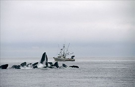 驼背鲸,大翅鲸属,鲸鱼,合作,进食,靠近,渔业,船,东南阿拉斯加