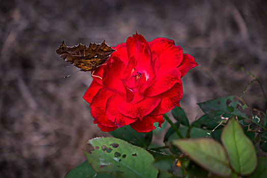 月季花,美丽月季,美艳月季花