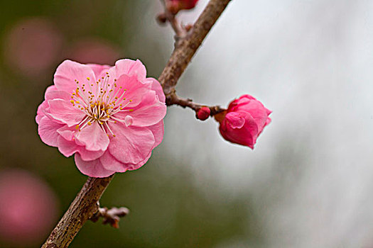 梅花,花朵,梅园,春天,报春