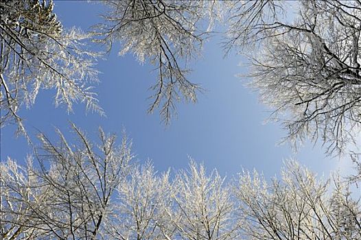 树,遮盖,白霜,上巴伐利亚,巴伐利亚,德国
