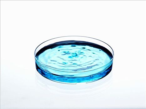 蓝色,液体,培养皿