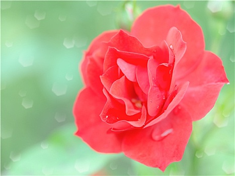 湿,柔弱,红玫瑰,花,雨滴