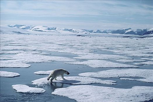 北极熊,融化,冰,艾利斯摩尔岛,加拿大