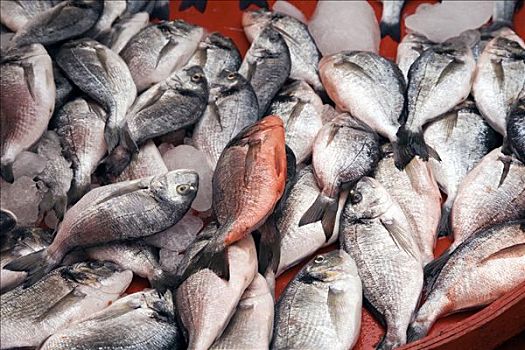 鱼肉,出售,市场,土耳其,亚洲
