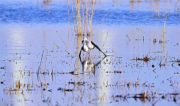 湿地鹬鸟