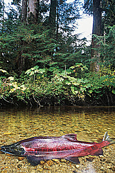 红大马哈鱼,红大麻哈鱼,产卵,温带雨林,不列颠哥伦比亚省,加拿大